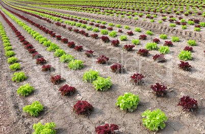 Feld mit Salat