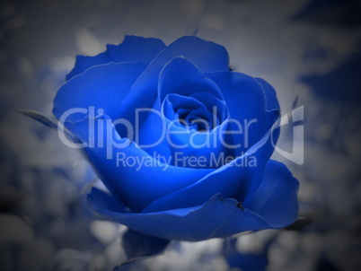 blaue Rose