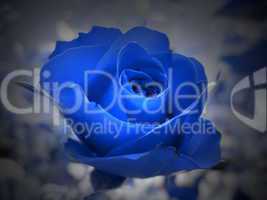 blaue Rose