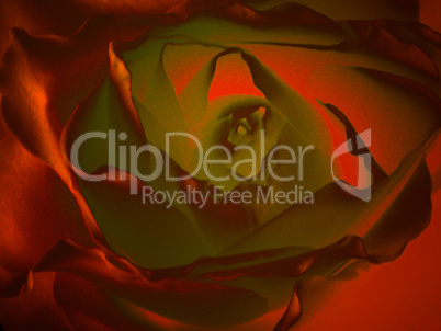 wallpaper rote rose