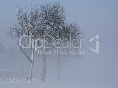 Bäume im schnee und nebel
