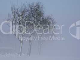 Bäume im schnee und nebel