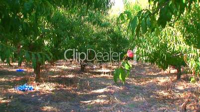 Ripening peach on tree in orchard 3