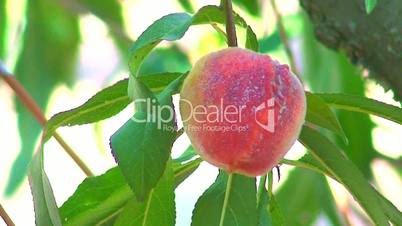 Ripening peach on tree in orchard 1