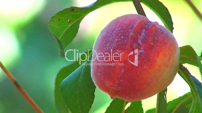 Ripening peach on tree in orchard 2