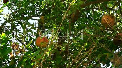 Ripening pomegranate growing on tree in orchard 2