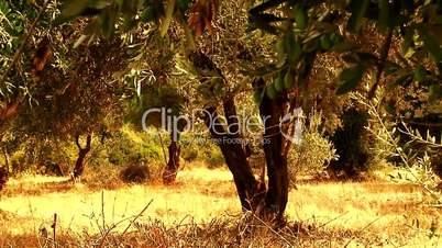 Old olive tree in orchard