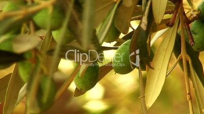 Close up of green olives growing in a orchard