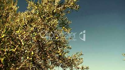 Olive tree swaying in the breeze