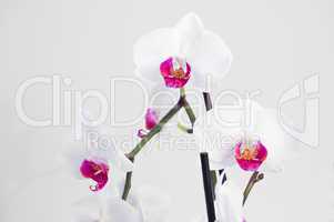 Orchideen