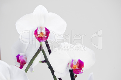 Orchideen