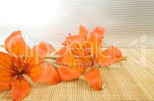 Orange tiger lily