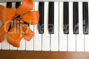 Lilies on the piano
