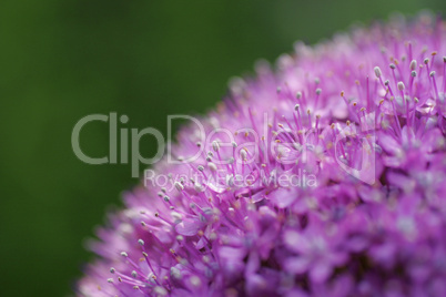 Purple Allium