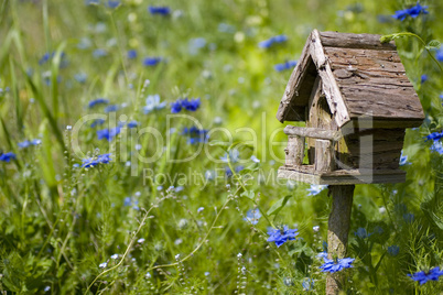 Birdhouse Among the Flowers