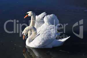 Two lovely swans