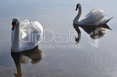 Two lovely swans