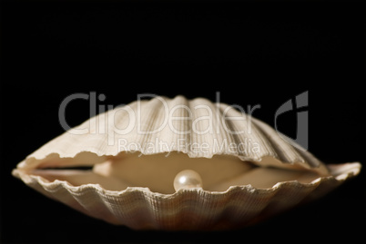 Scallop with Pearl