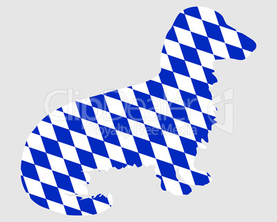 Bayerischer Langhaardackel