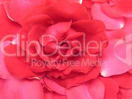 Rote Rose und Blütenblätter als Hintergrund
