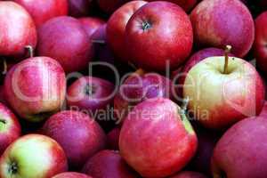 Rote Äpfel 506