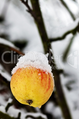 Apfel im Winter am Baum 221