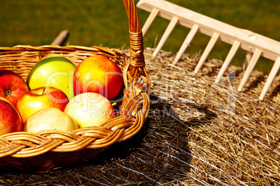 Picknick bei der Heuernte 976