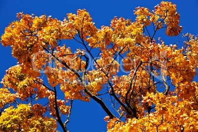Farben im Herbst am Baum 397