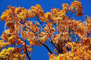 Farben im Herbst am Baum 397