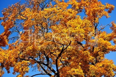 Farben im Herbst am Baum 420