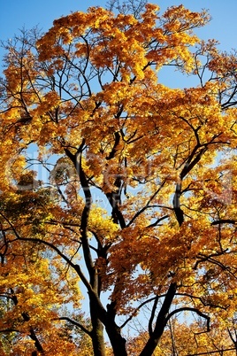 Farben im Herbst am Baum 422