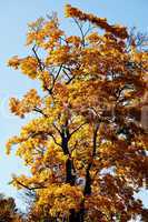 Farben im Herbst am Baum 424