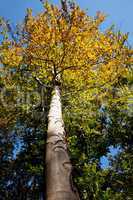 Farben im Herbst am Baum 483