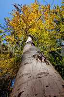 Farben im Herbst am Baum 484