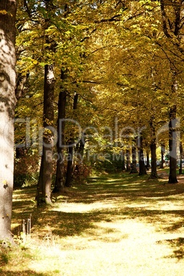 Farben im Herbst am Baum 488