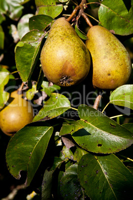 Birnen am Baum 949