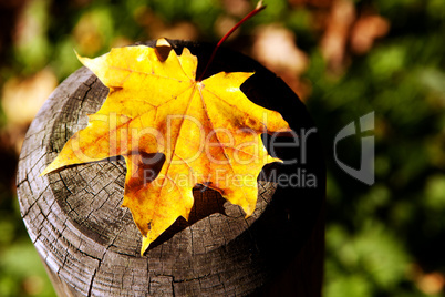 Blatt auf Holzstumpf 510