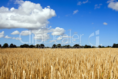 Getreidefeld 830 Getreidefeld 830