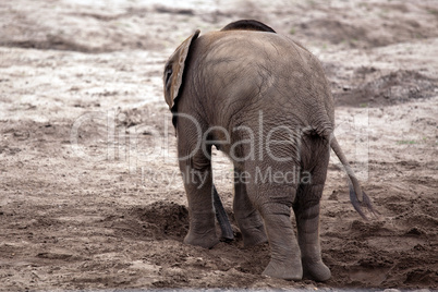 Junger Elefant wühlt im Sand 583