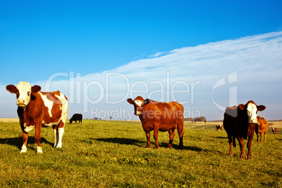 Rinder auf der Weide 724