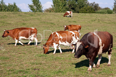 Zuchtbulle mit Kühen auf der Weide 904