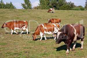 Zuchtbulle mit Kühen auf der Weide 904