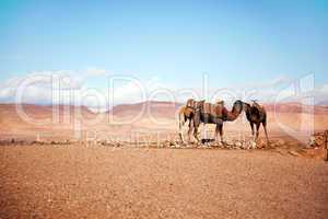 Marokko Landschaft mit Atlasgebirge 806