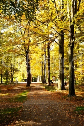 Farben im Herbst am Baum 482