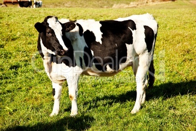 Kuh auf der Weide 604