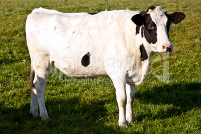 Kuh auf der Weide 606