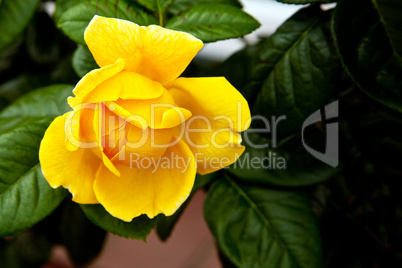 Gelbe Rose mit Blattwerk 752