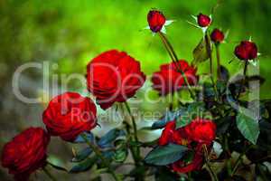 Rote Rosen 438