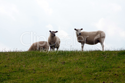 Schafe auf Deichdamm 626