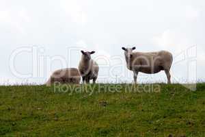 Schafe auf Deichdamm 626